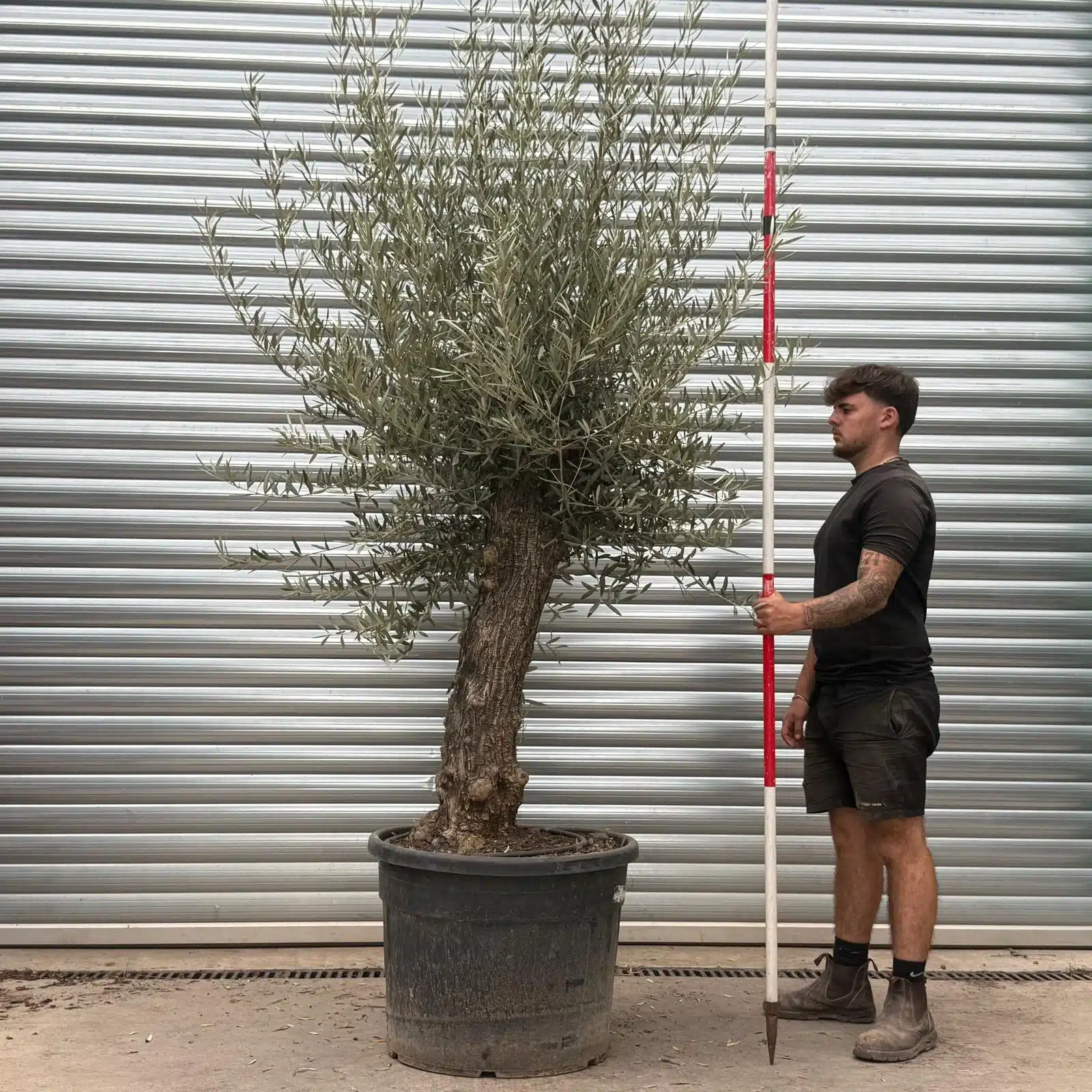 Olive Trees | Gnarly Olive Trees | 22484 1 Olive Trees | Gnarly Olive Trees | 22484