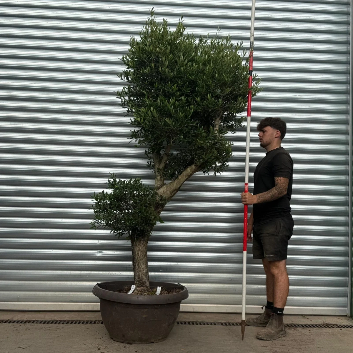 Homepage 6 Olive Trees | Clipped Shaped Olive Trees | 22485