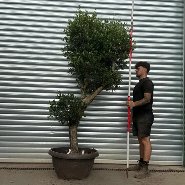 Olive Trees | Clipped Shaped Olive Trees | 22485
