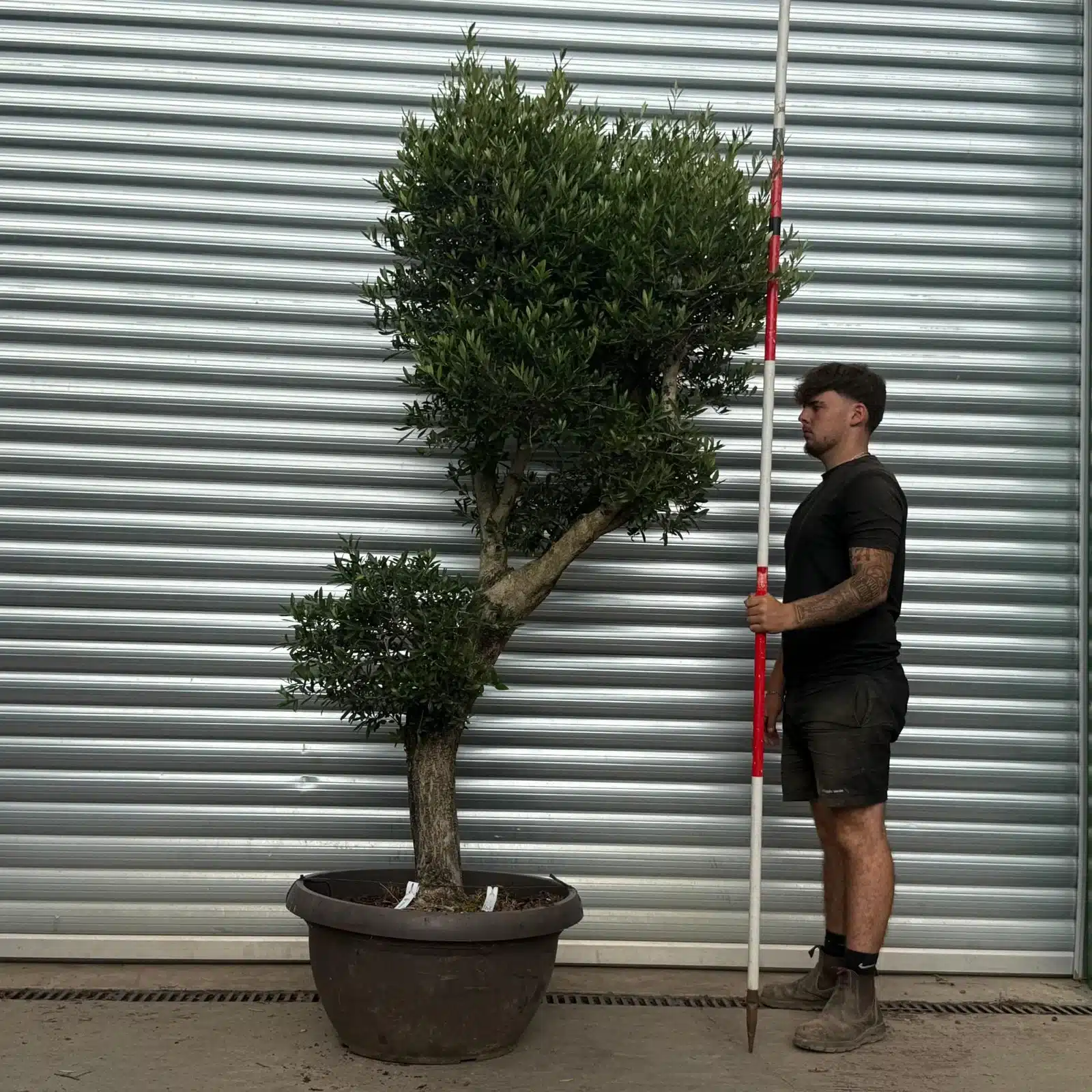 Olive Trees | Clipped Shaped Olive Trees | 22485 1 Olive Trees | Clipped Shaped Olive Trees | 22485