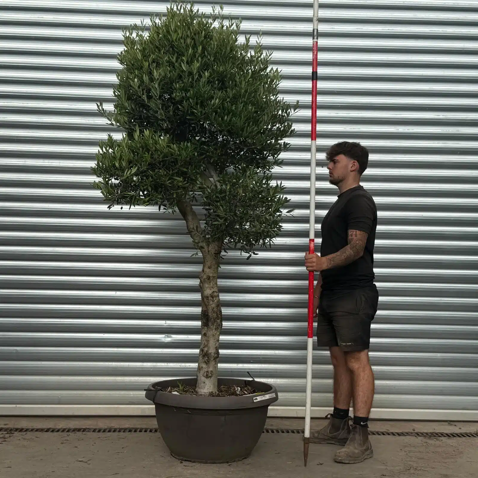 Olive Trees | Clipped Shaped Olive Trees | 22486