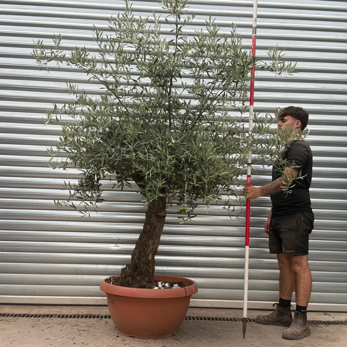 Homepage 8 Olive Trees | Gnarly Olive Trees | 22487