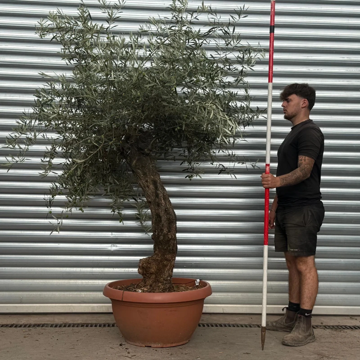 Homepage 8 Olive Trees | Gnarly Olive Trees | 22492