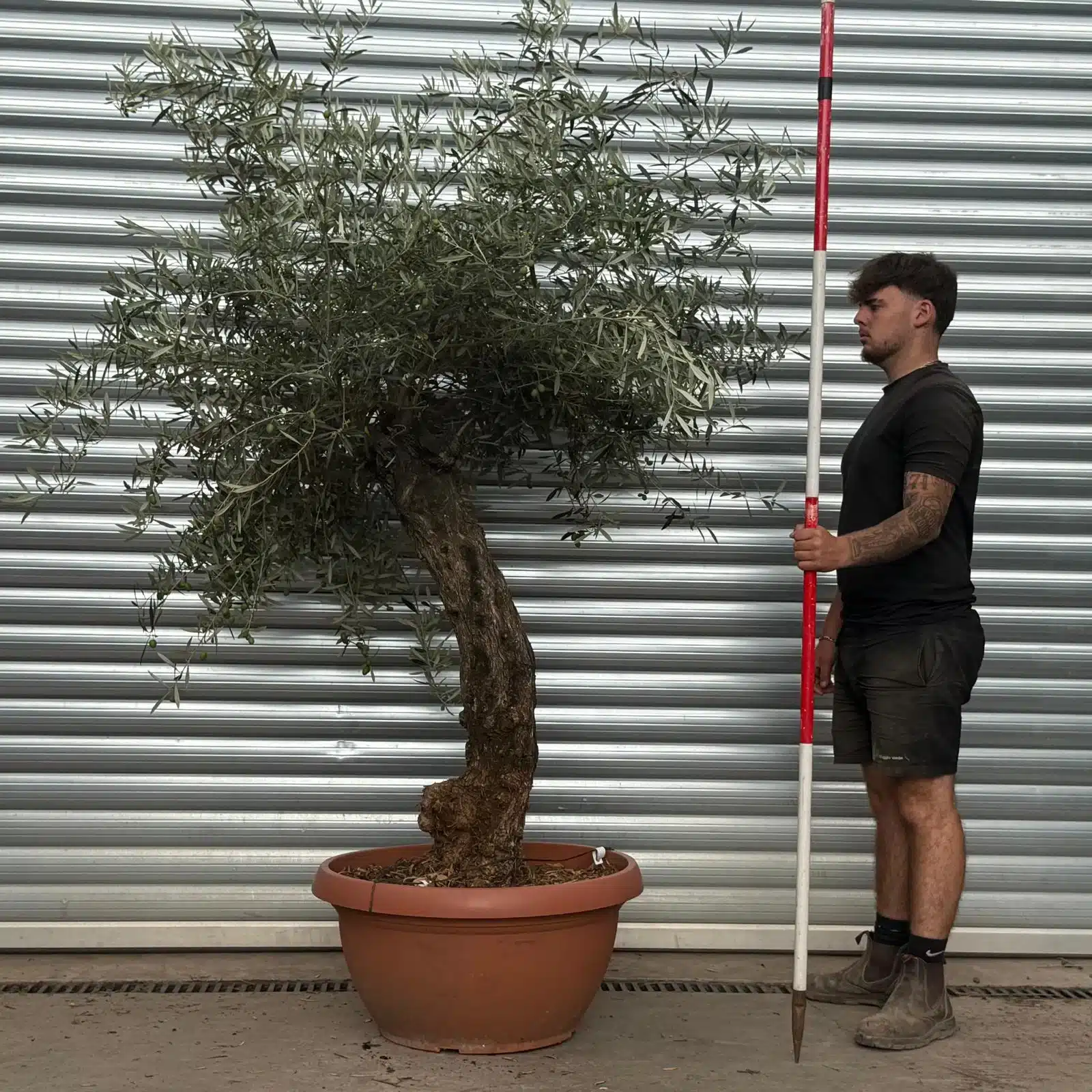 Olive Trees | Gnarly Olive Trees | 22492