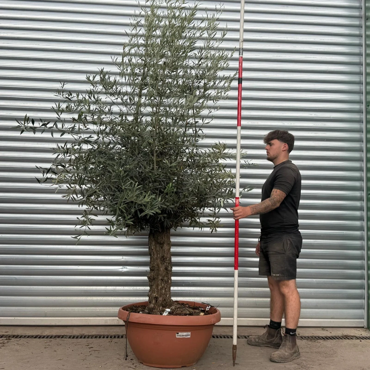Homepage 7 Olive Trees | Gnarly Olive Trees | 22494