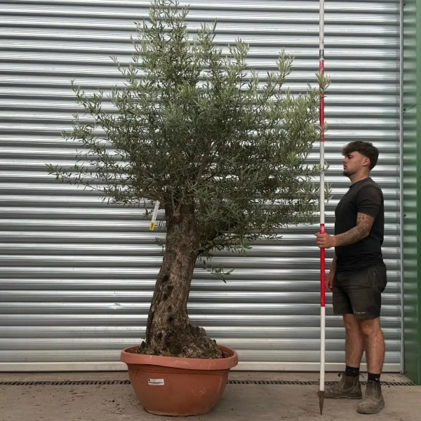 Olive Trees | Gnarly Olive Trees | 22495