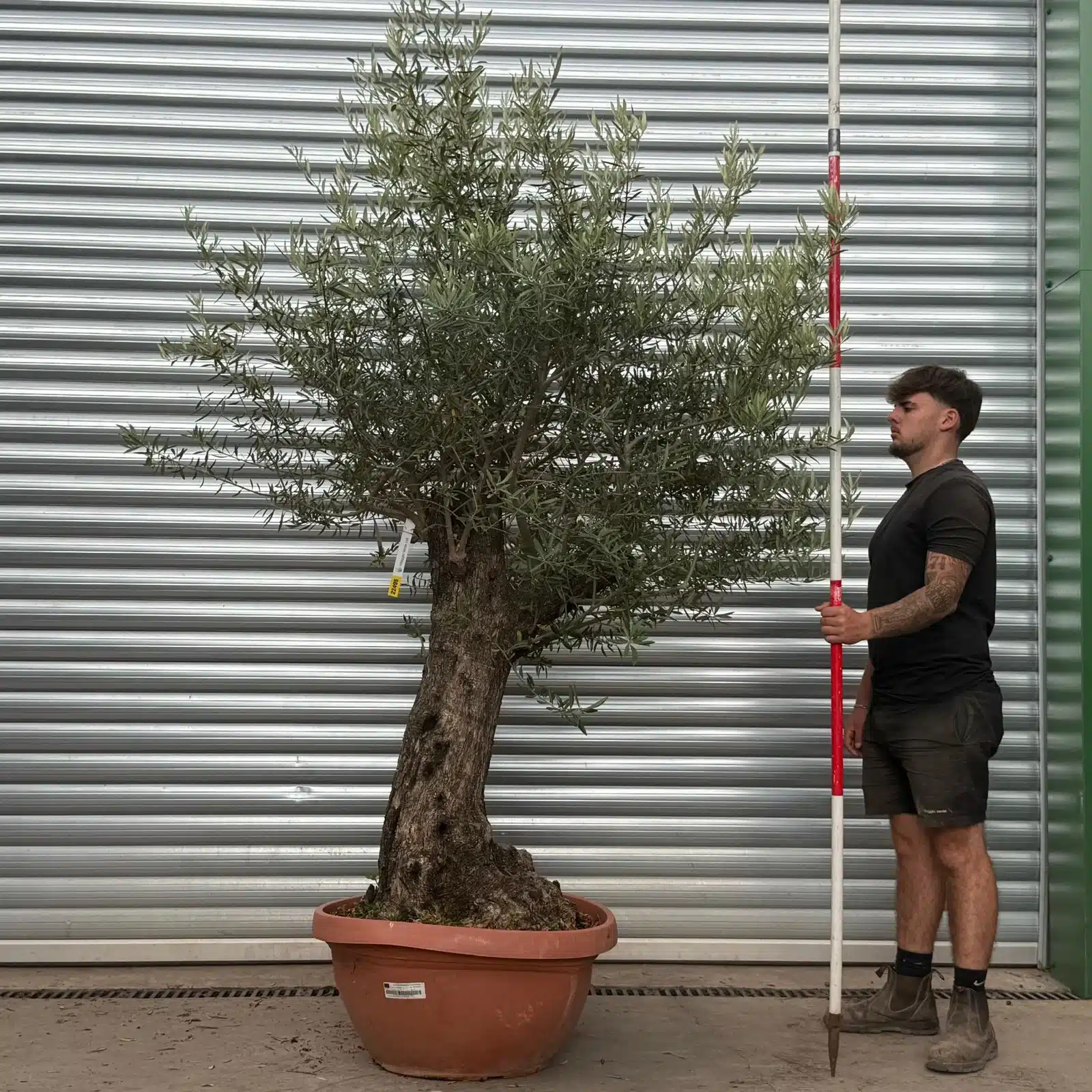 Olive Trees | Gnarly Olive Trees | 22495 1 Olive Trees | Gnarly Olive Trees | 22495