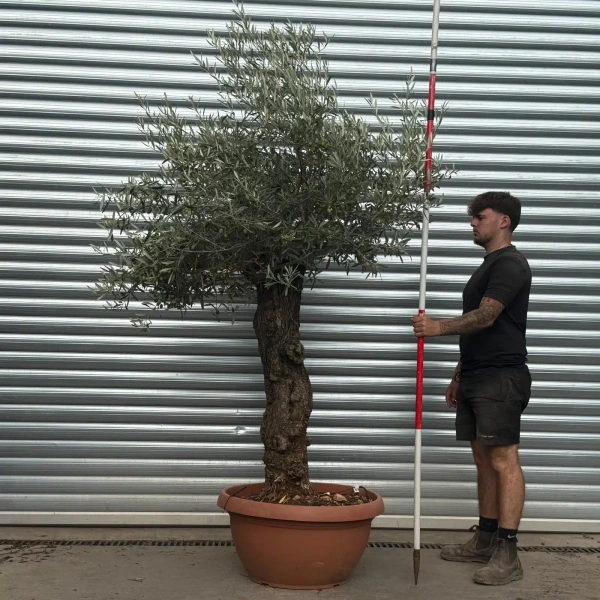 Olive Trees | Gnarly Olive Trees | 22496