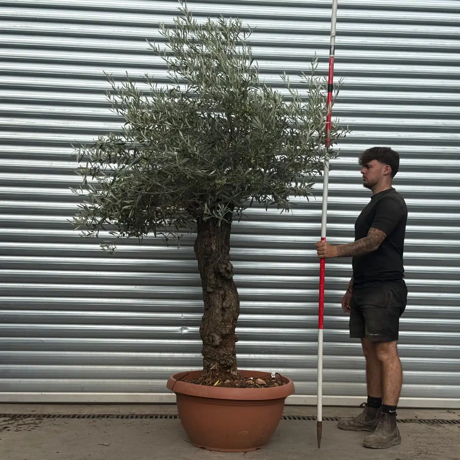 Olive Trees | Gnarly Olive Trees | 22496 1 Olive Trees | Gnarly Olive Trees | 22496