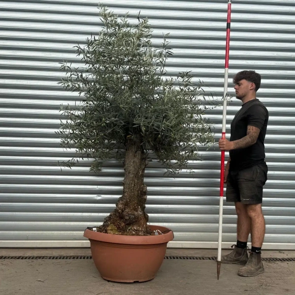 Olive Trees | Gnarly Olive Trees | 22497