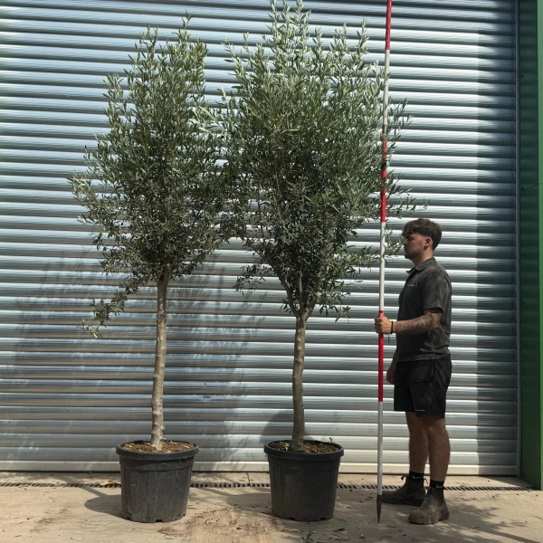 Olive Trees | Mature Olive Trees | Kensington DUO