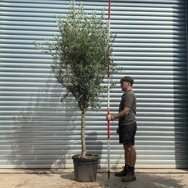 Olive Trees | Mature Olive Trees | Kensington