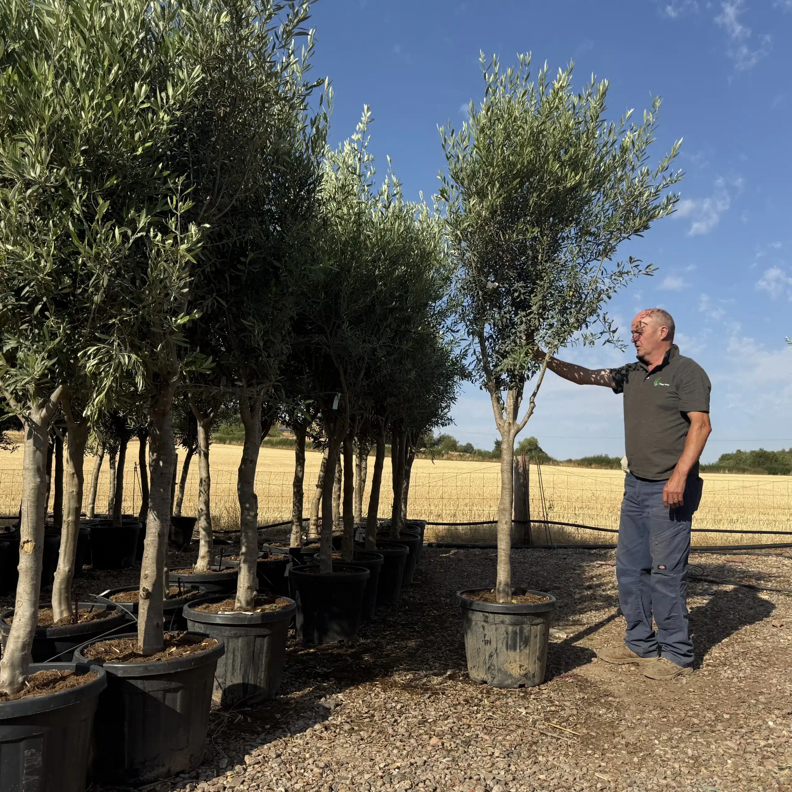 Olive Trees | Screening Olive Trees | BARCA Bulk Order x 9 1 Olive Trees | Screening Olive Trees | BARCA Bulk Order x 9