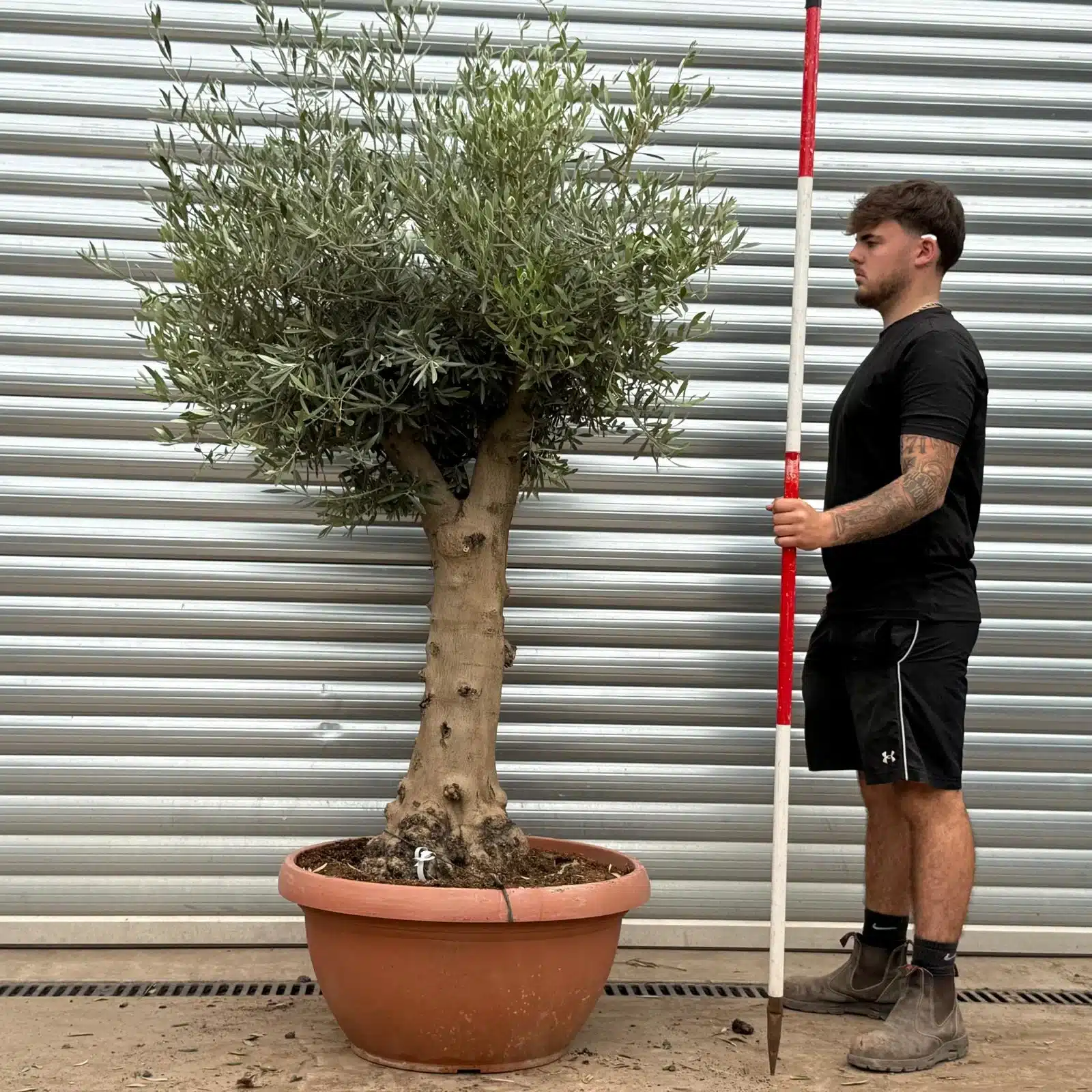 Olive Trees | Mature Olive Trees | 22391 1 Olive Trees | Mature Olive Trees | 22391
