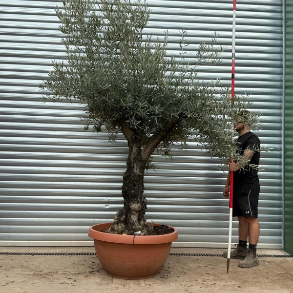 Olive Trees | Old Olive Trees | 22395