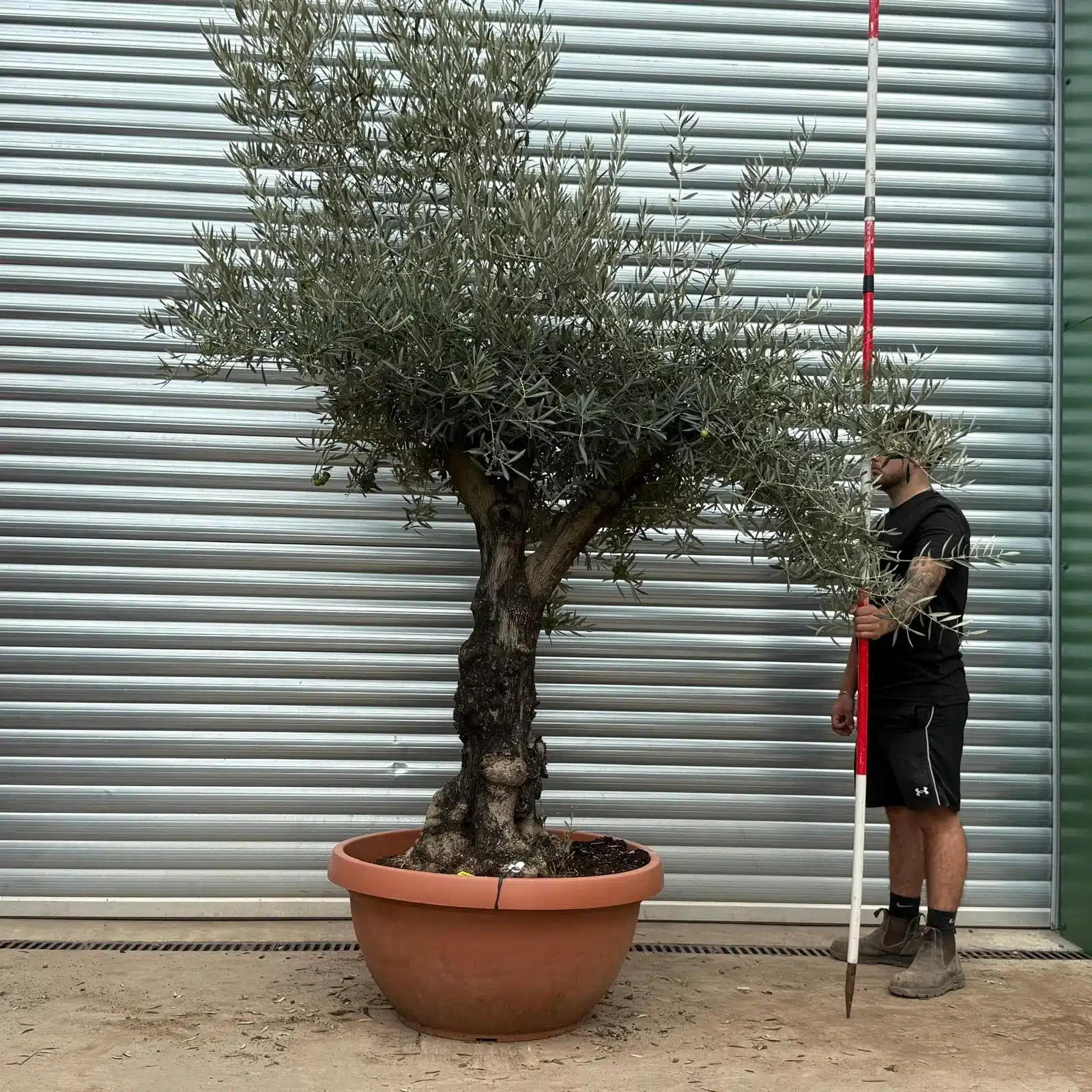 Olive Trees | Old Olive Trees | 22395 1 Olive Trees | Old Olive Trees | 22395