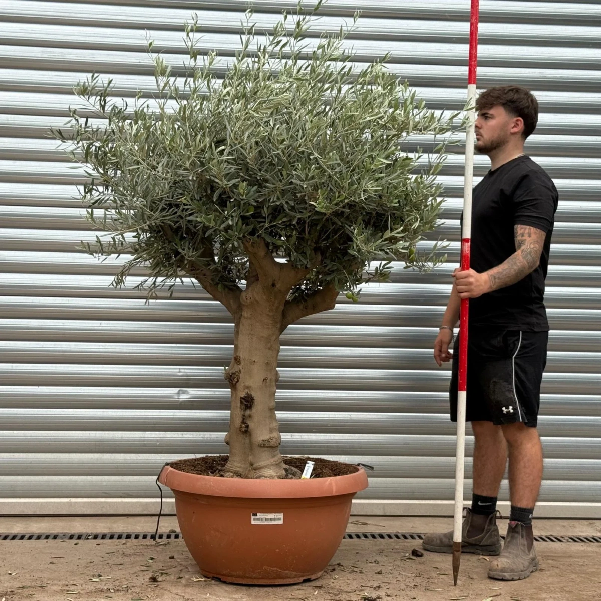 Homepage 4 Olive Trees | Mature Olive Trees | 22396