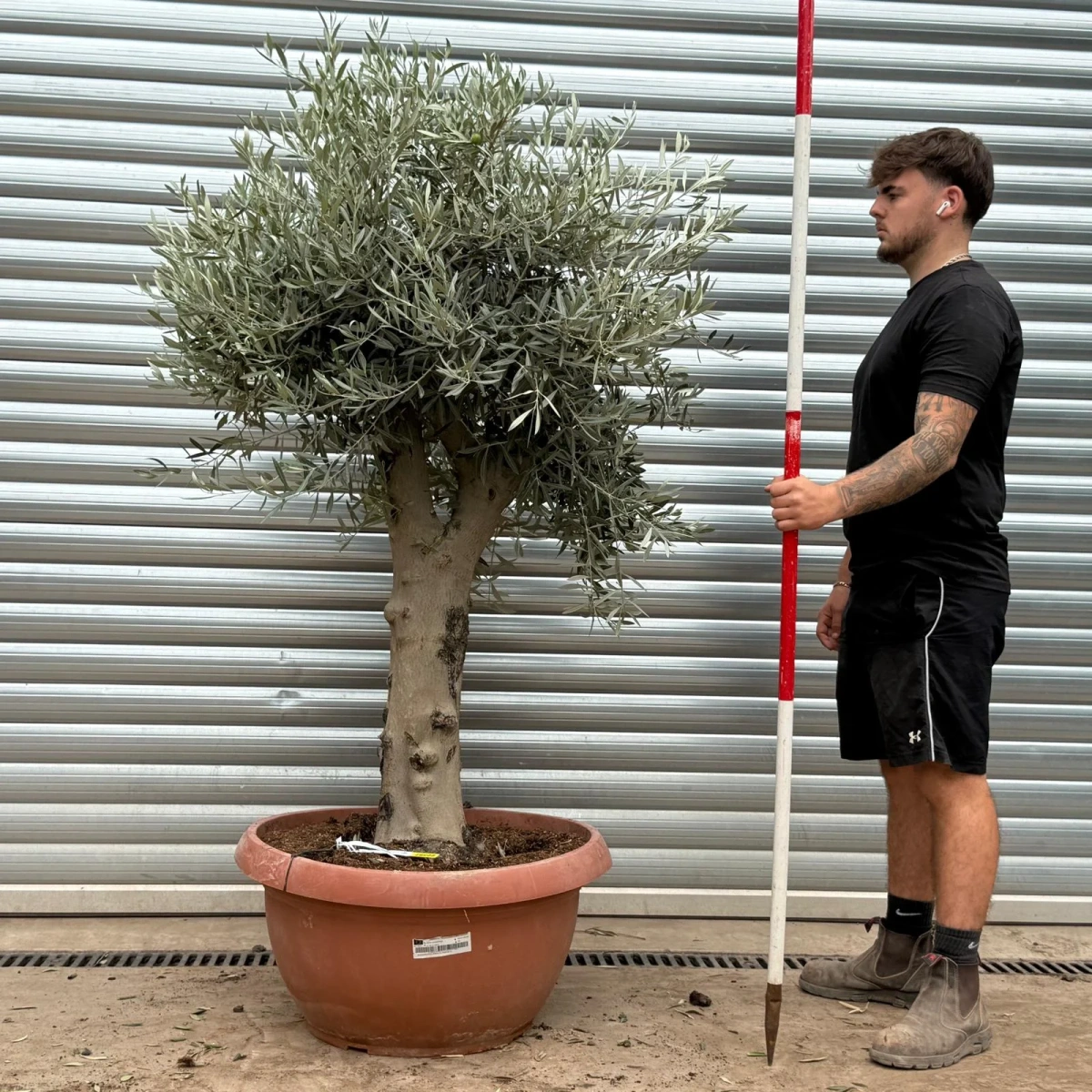 Homepage 5 Olive Trees | Mature Olive Trees | 22397