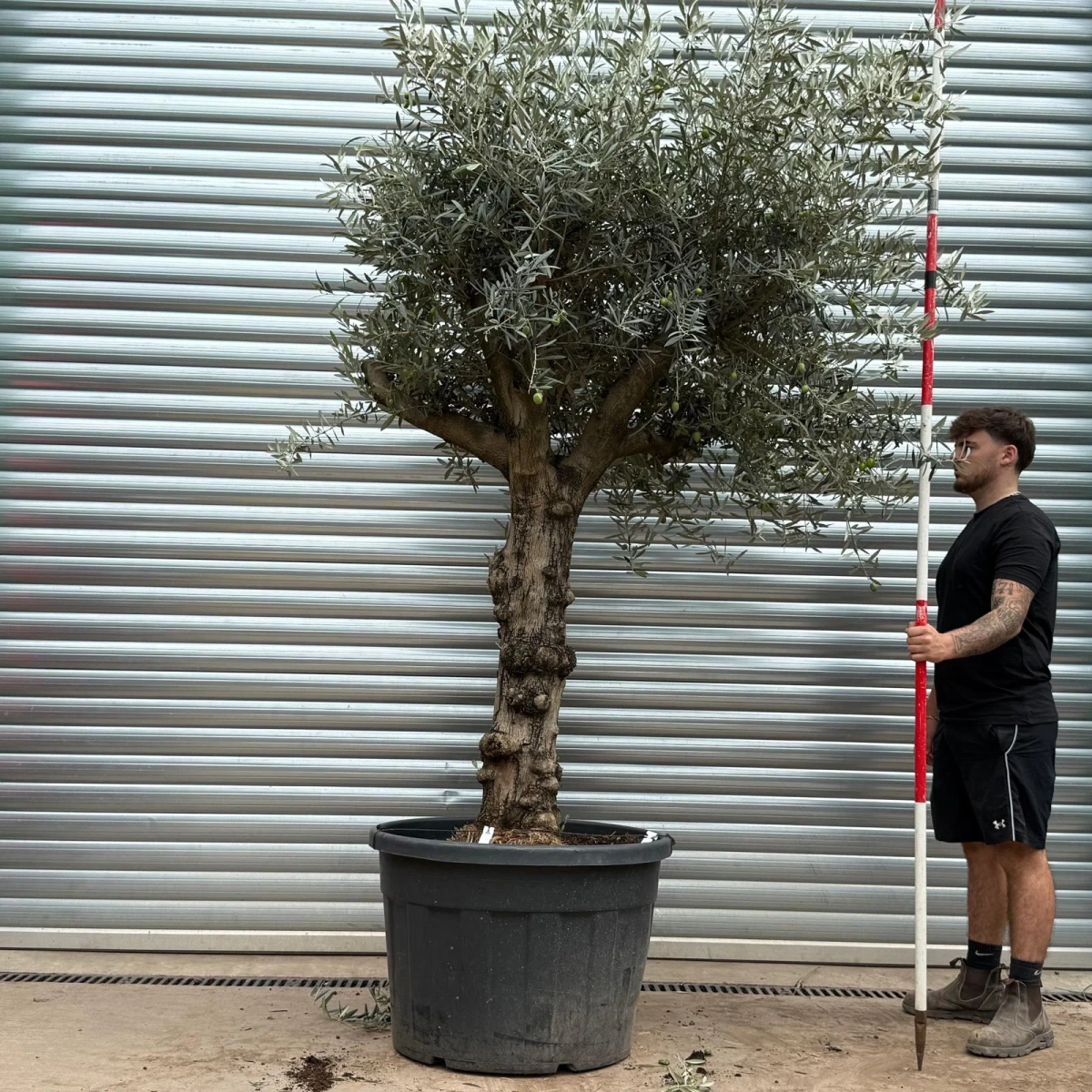 Homepage 6 Olive Trees | Old Olive Trees | 22398