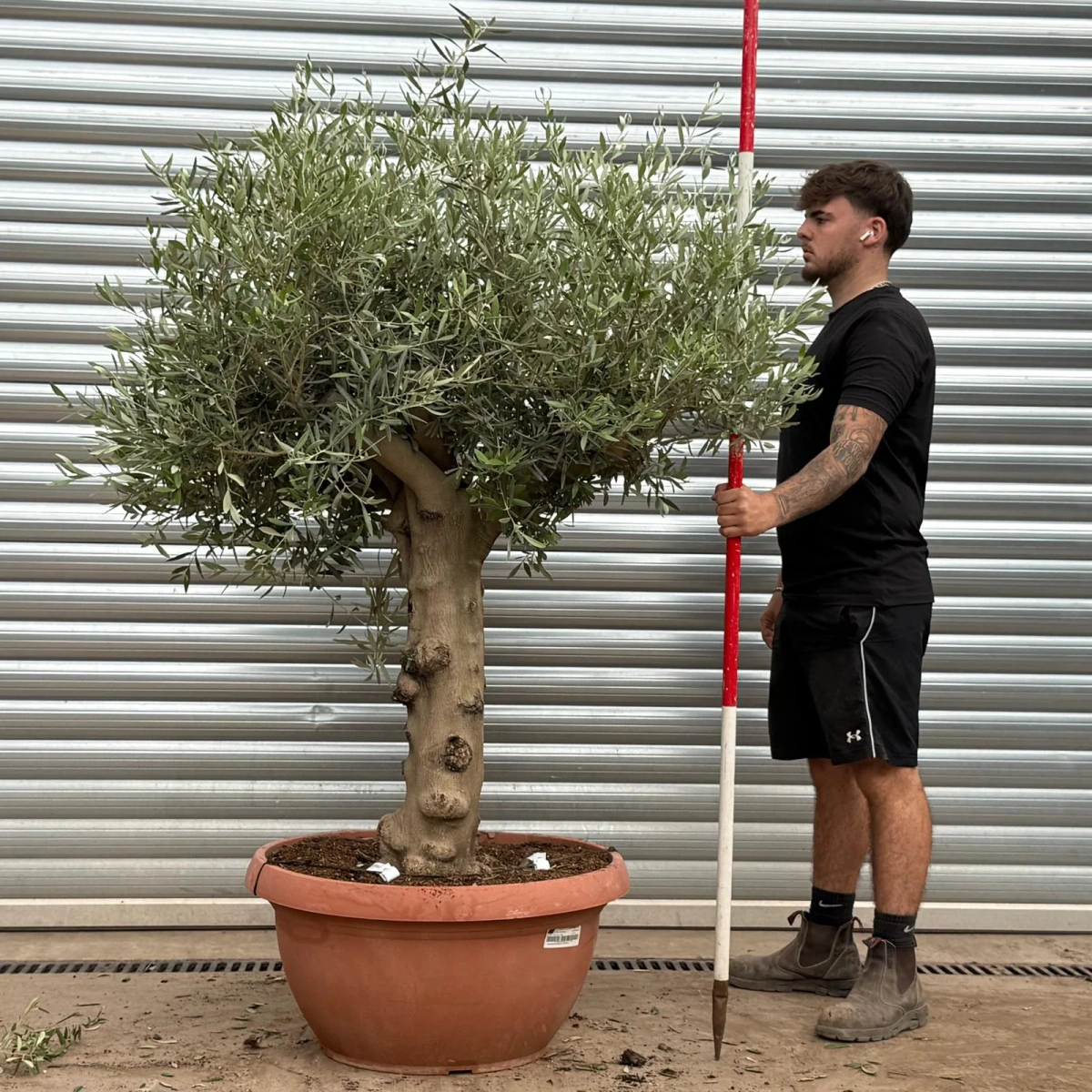 Homepage 7 Olive Trees | Mature Olive Trees | 22399
