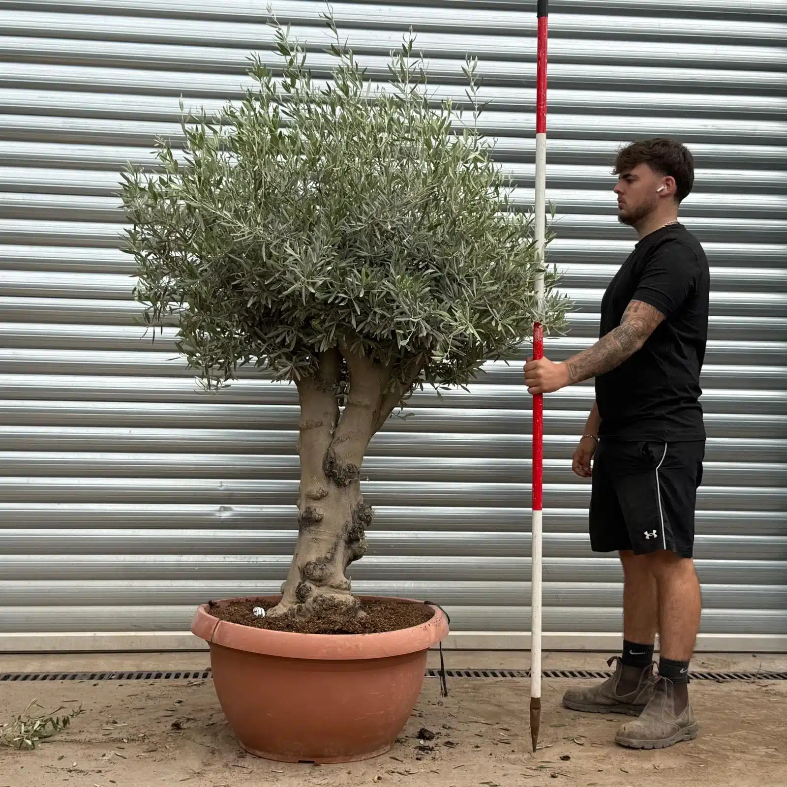 Olive Trees | Mature Olive Trees | 22400 1 Olive Trees | Mature Olive Trees | 22400