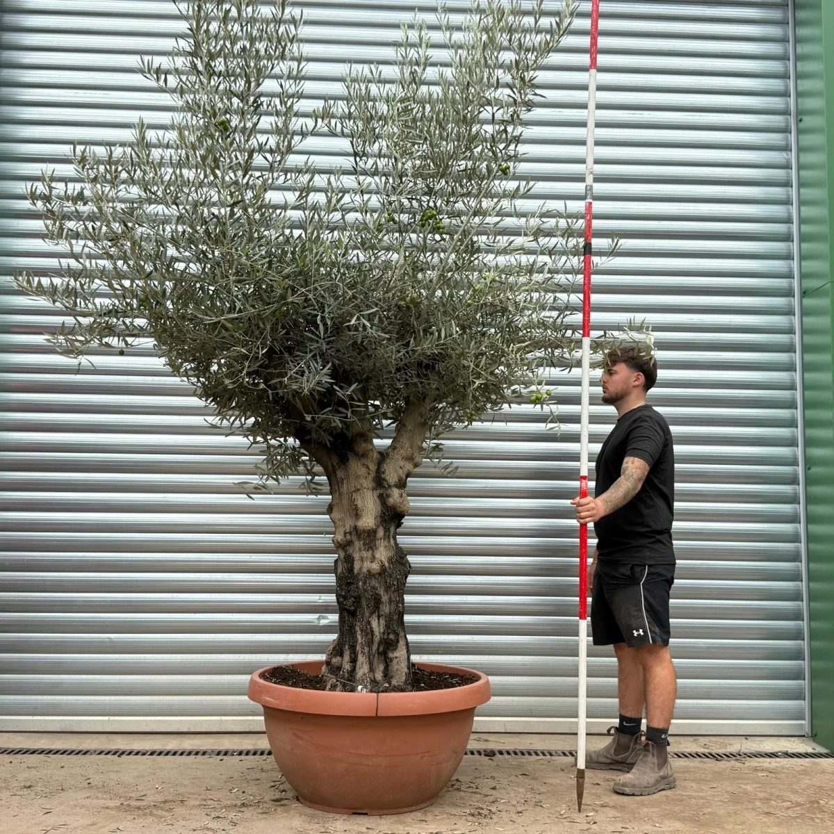 Olive Trees | Old Olive Trees | 22404
