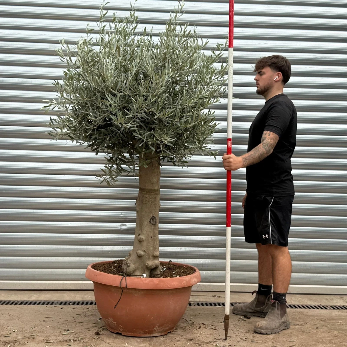 Olive Trees | Mature Olive Trees | 22410