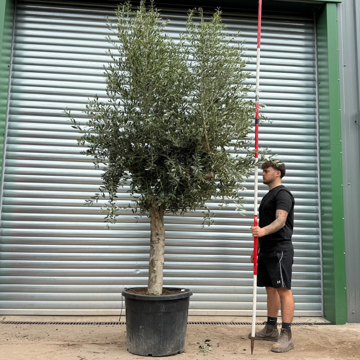 Olive Trees | Mature Olive Trees | 22412