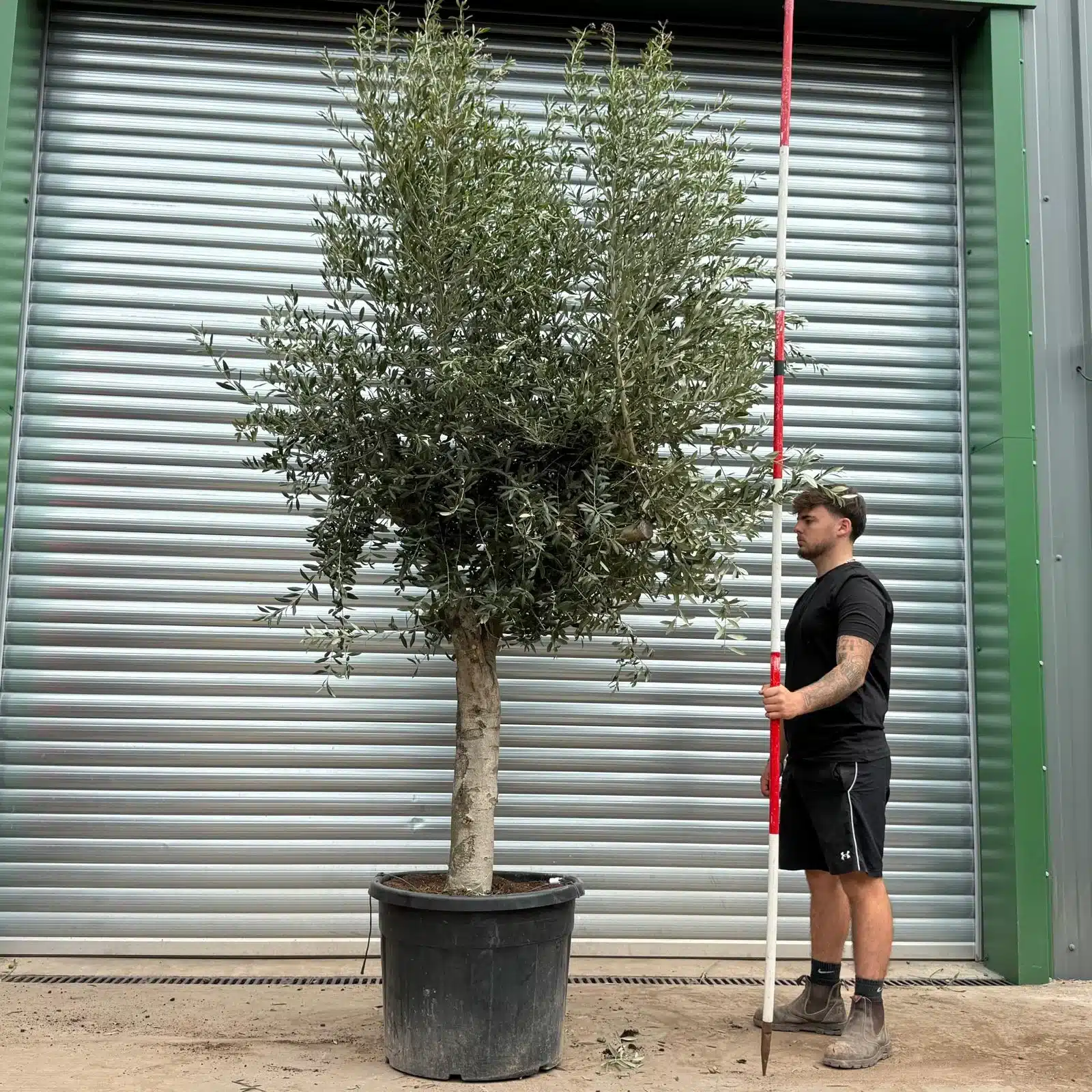 Olive Trees | Mature Olive Trees | 22412