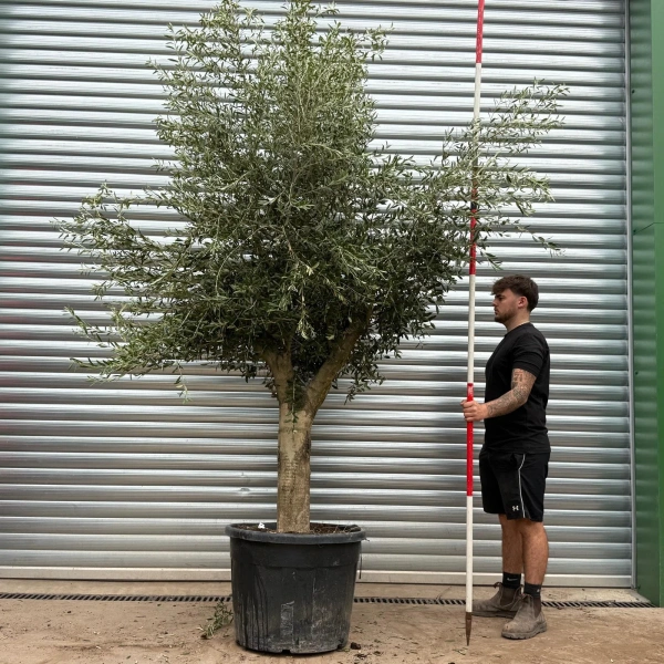 Olive Trees | Mature Olive Trees | 22414
