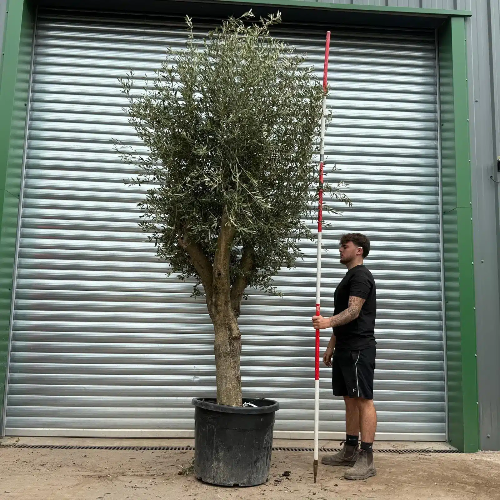 Olive Trees | Mature Olive Trees | 22415 1 Olive Trees | Mature Olive Trees | 22415