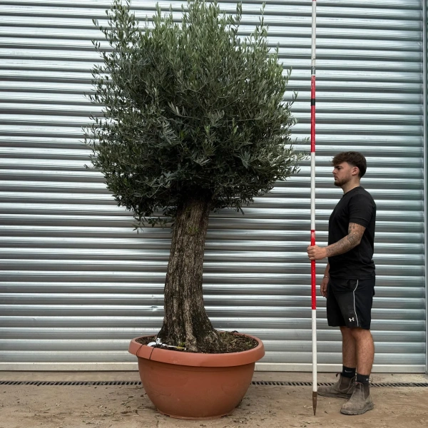Olive Trees | Gnarly Olive Trees | 22416