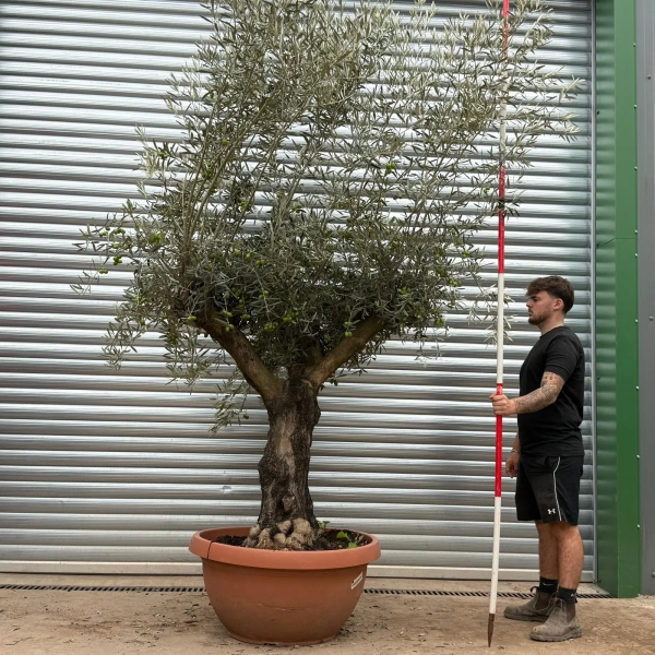 Olive Trees | Old Olive Trees | 22418