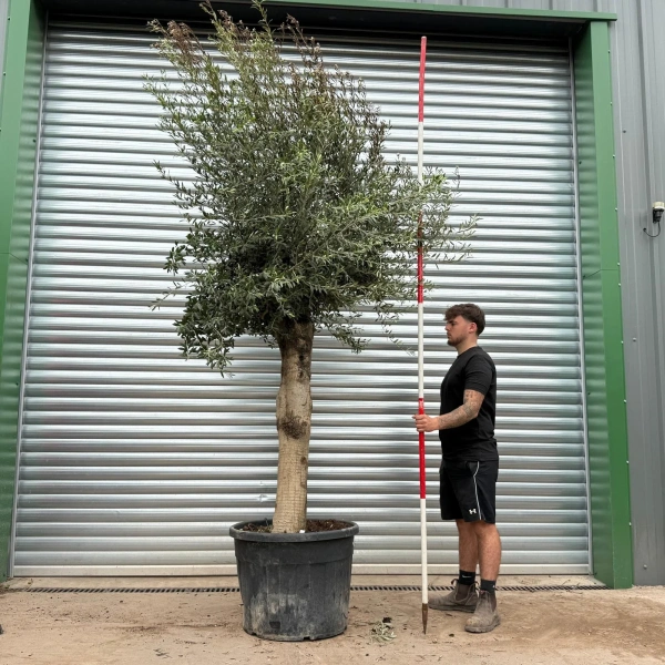 Olive Trees | Mature Olive Trees | 22422