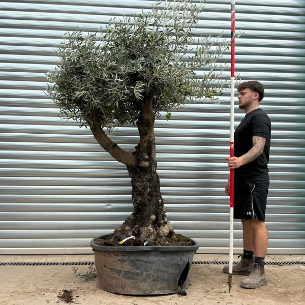 Olive Trees | Branched Olive Trees | 22446