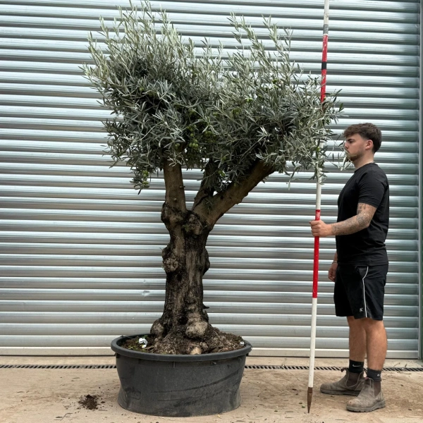 Olive Trees | Branched Olive Trees | 22447