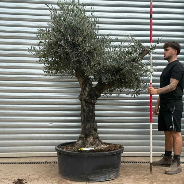Olive Trees | Branched Olive Trees | 22448 Natural Look