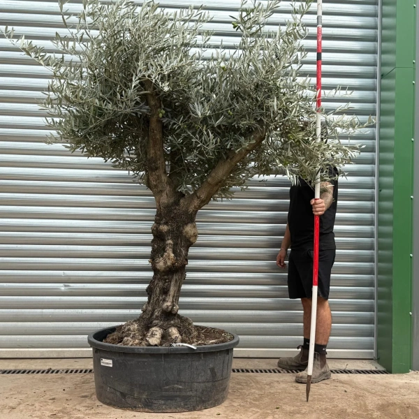 Olive Trees | Branched Olive Trees | 22449