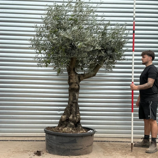 Olive Trees | Branched Olive Trees | 22450