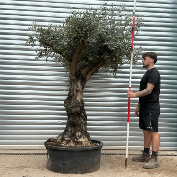 Olive Trees | Branched Olive Trees | 22451