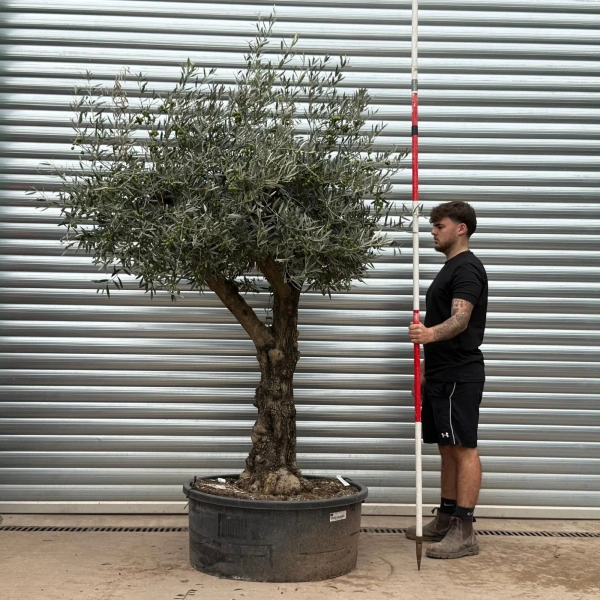 Olive Trees | Branched Olive Trees | 22452