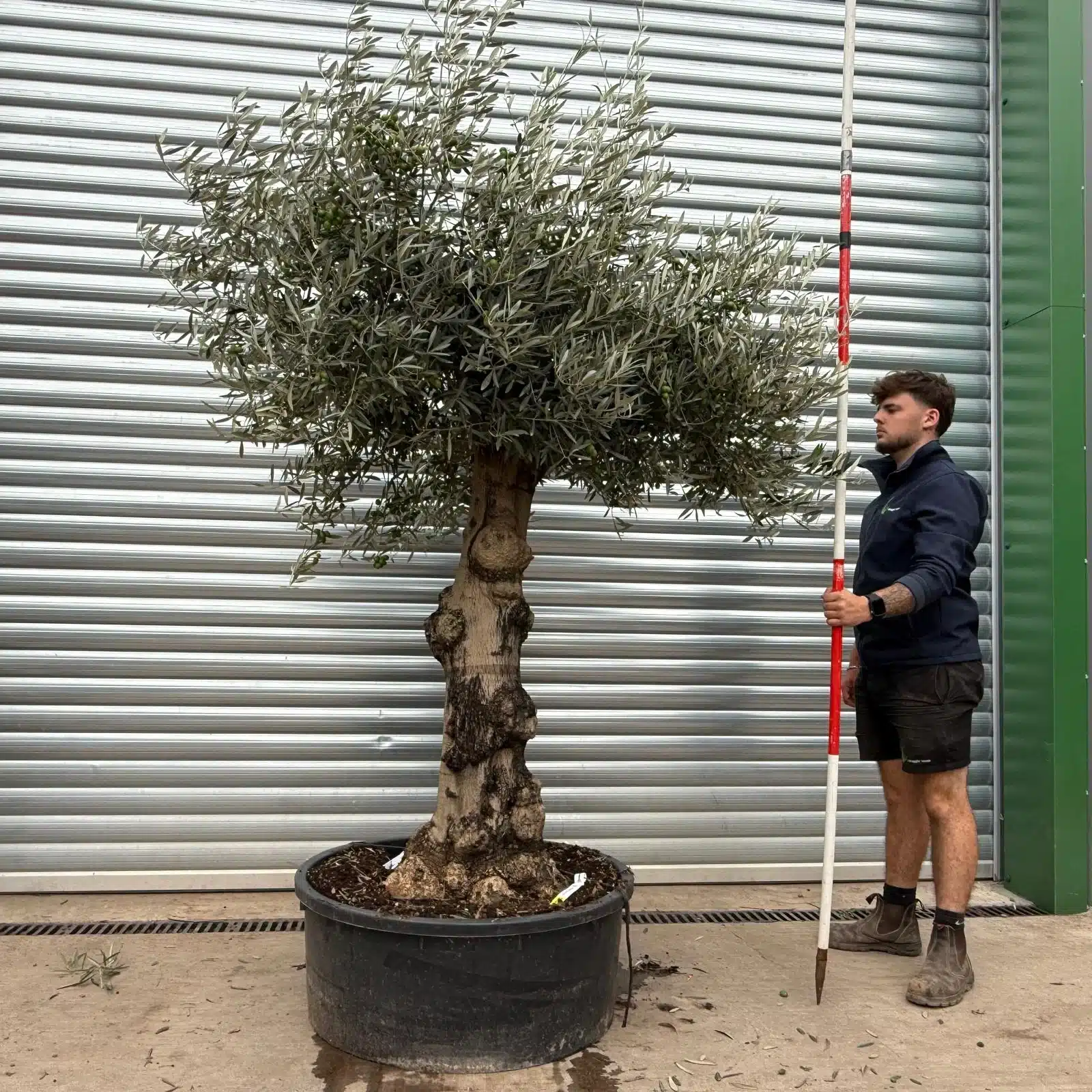 Olive Trees | Branched Olive Trees | 22453 1 Olive Trees | Branched Olive Trees | 22453