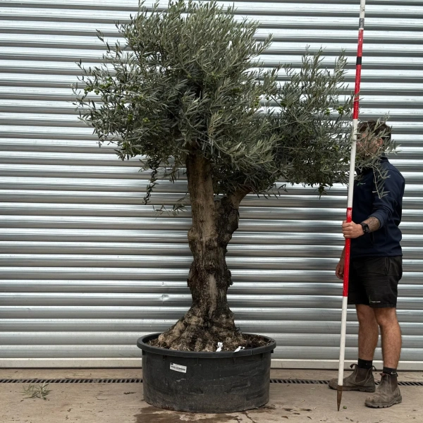 Olive Trees | Branched Olive Trees | 22454