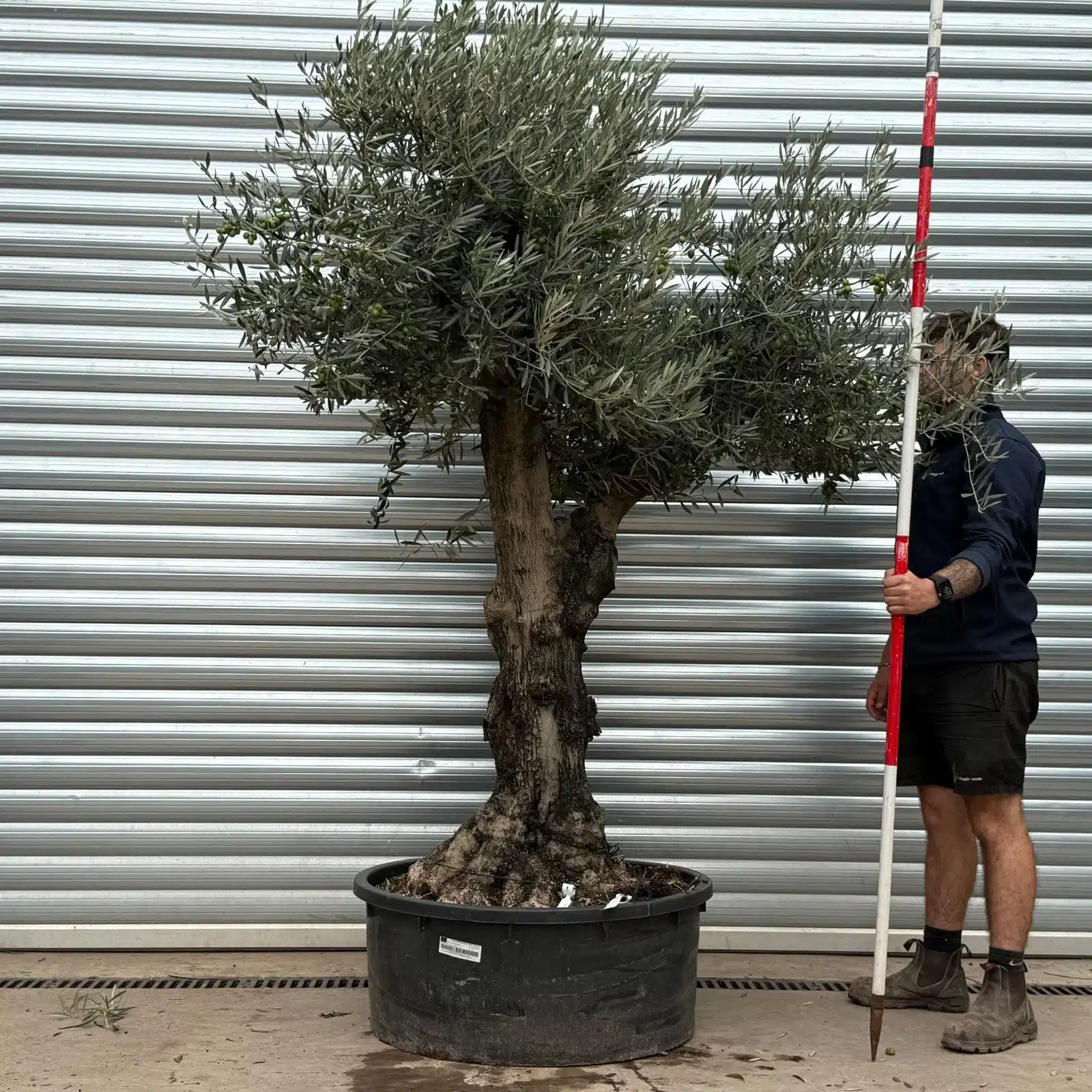 Olive Trees | Branched Olive Trees | 22454 1 Olive Trees | Branched Olive Trees | 22454