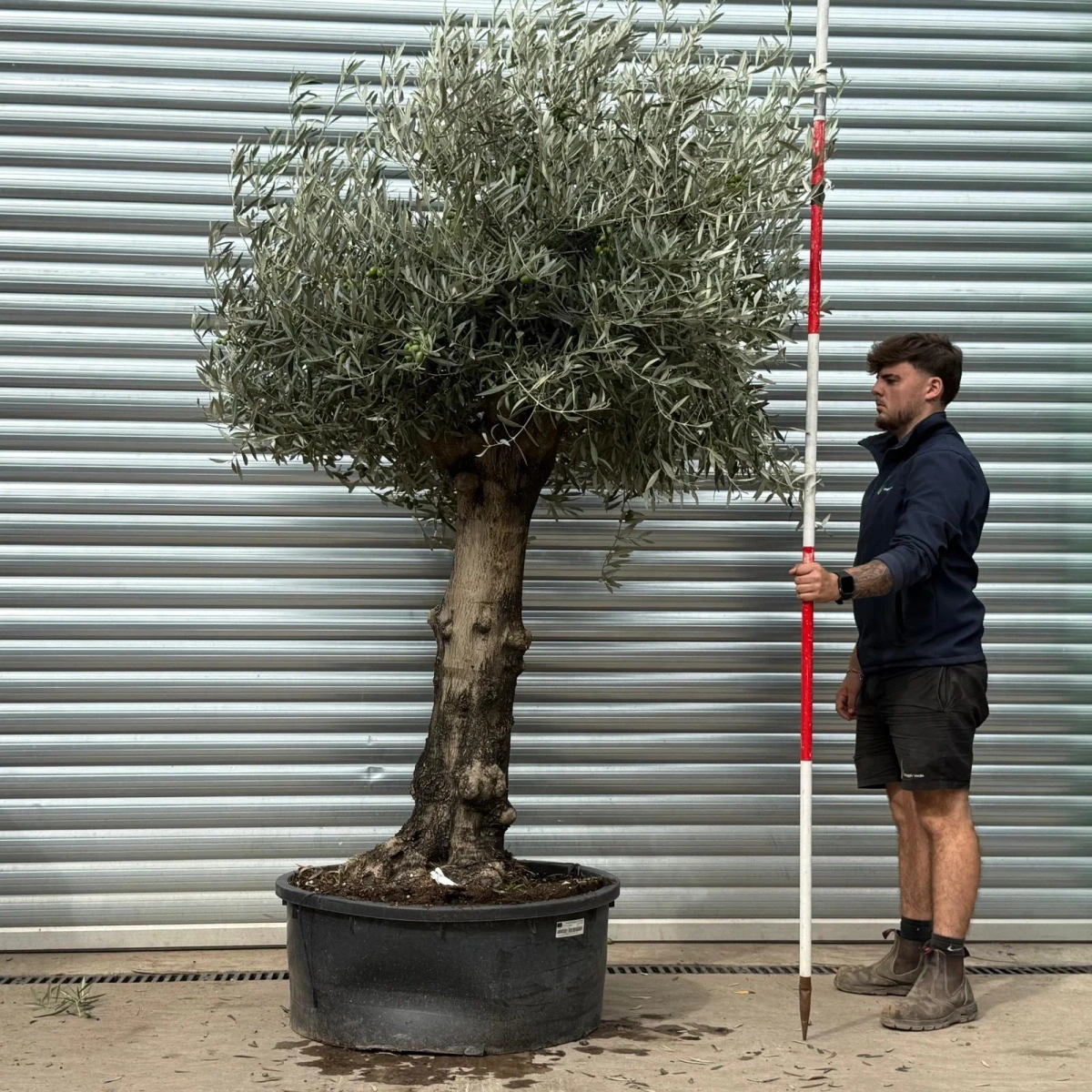 Olive Trees | Branched Olive Trees | 22455