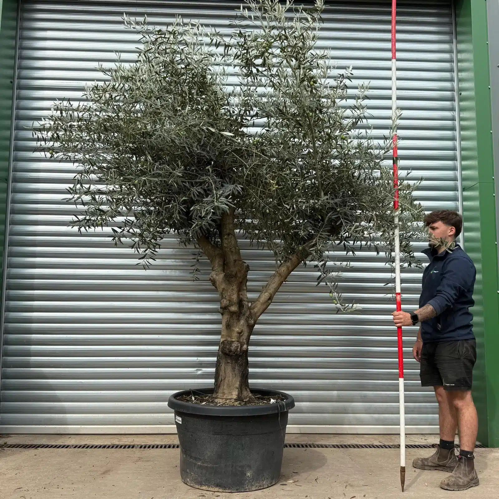 Olive Trees | Branched Olive Trees | 22456 1 Olive Trees | Branched Olive Trees | 22456