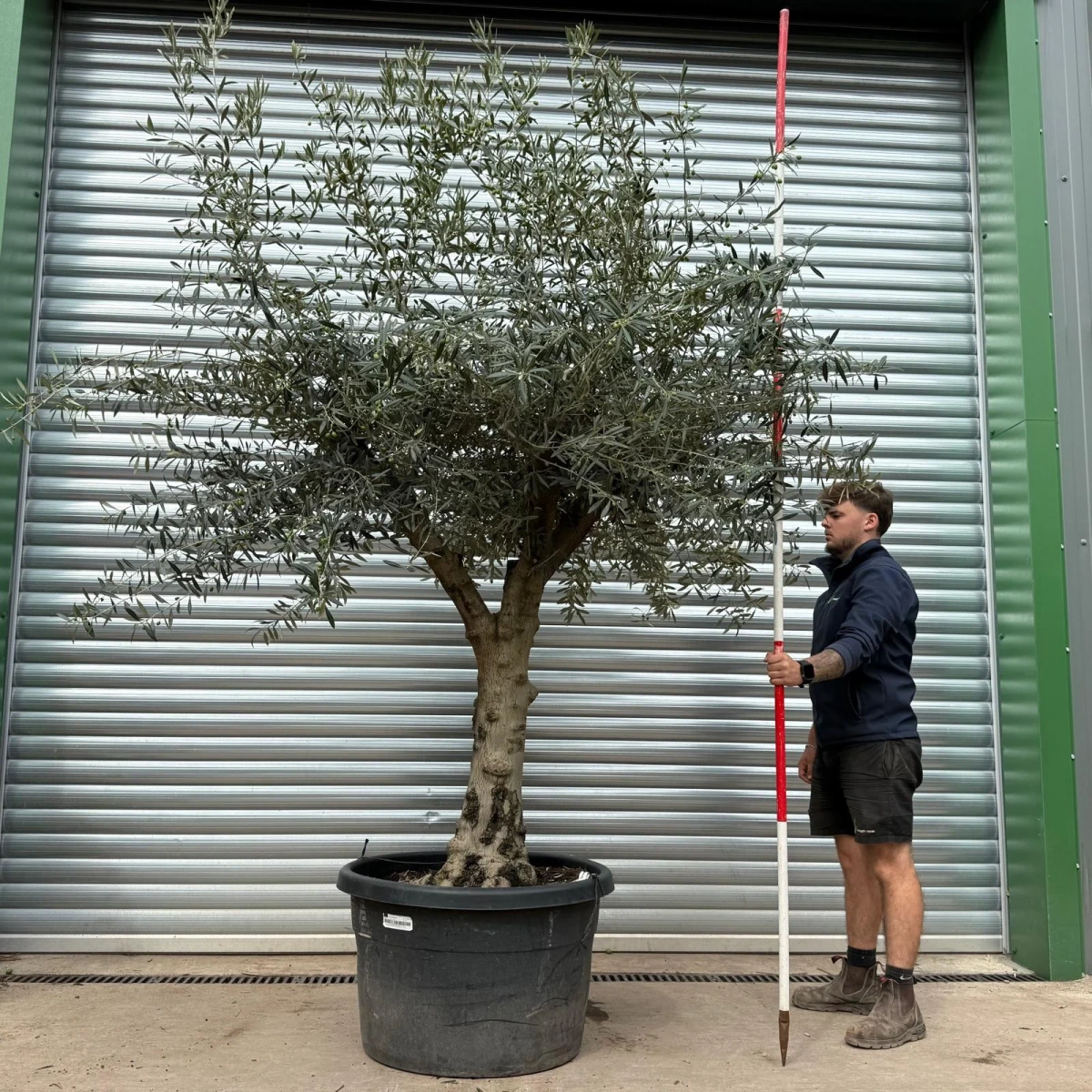 Olive Trees | Branched Olive Trees | 22457