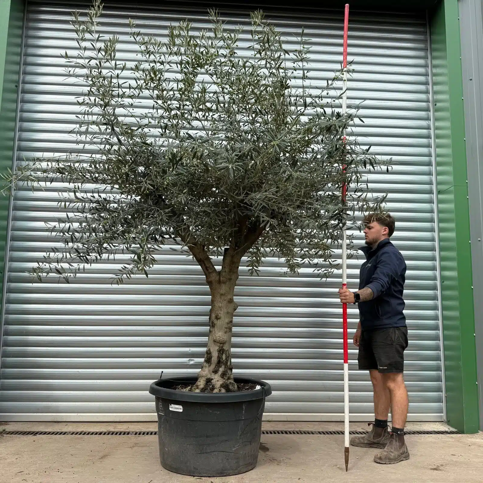 Olive Trees | Branched Olive Trees | 22457