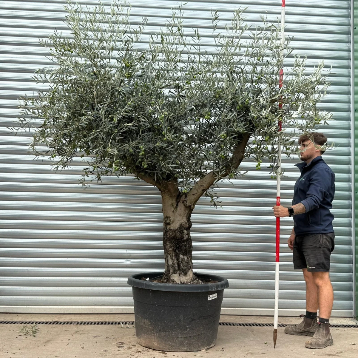Olive Trees | Branched Olive Trees | 22458