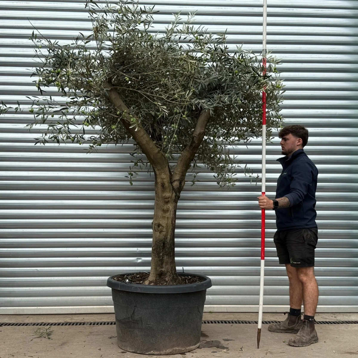 Olive Trees | Branched Olive Trees | 22459